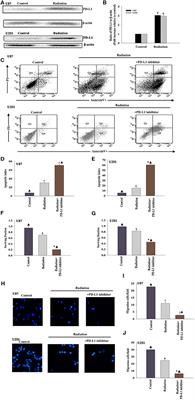 PD-L1 Inhibitor Regulates the miR-33a-5p/PTEN Signaling Pathway and Can Be Targeted to Sensitize Glioblastomas to Radiation